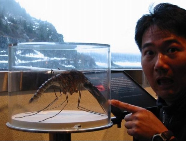 惊恐！这是世界最大的蚊子噢！不是龙虾…